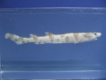 Foto Galerie/Carcharhiniformes/Scyliorhinus stellaris_03_SS.jpg